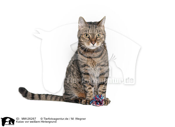 Katze vor weiem Hintergrund / MW-26267