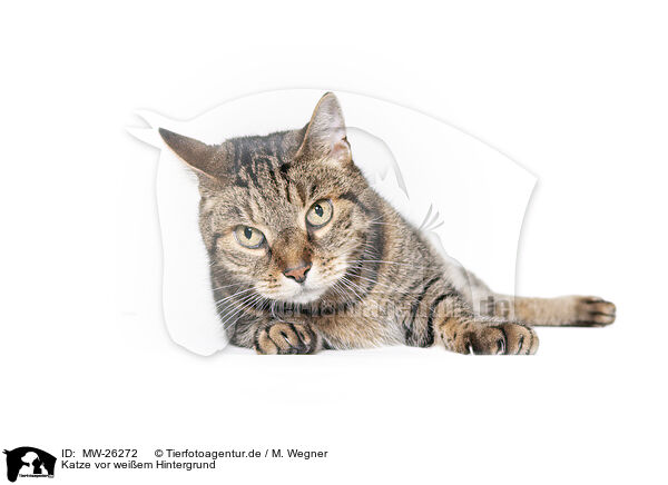 Katze vor weiem Hintergrund / MW-26272