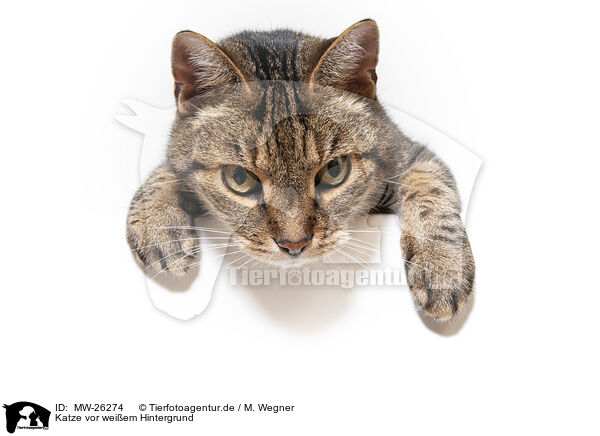 Katze vor weiem Hintergrund / MW-26274