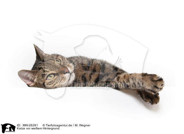 Katze vor weiem Hintergrund / MW-26281