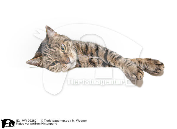 Katze vor weiem Hintergrund / MW-26282