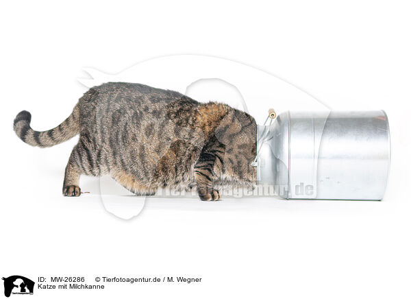 Katze mit Milchkanne / MW-26286