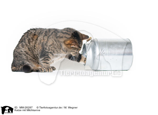 Katze mit Milchkanne / MW-26287