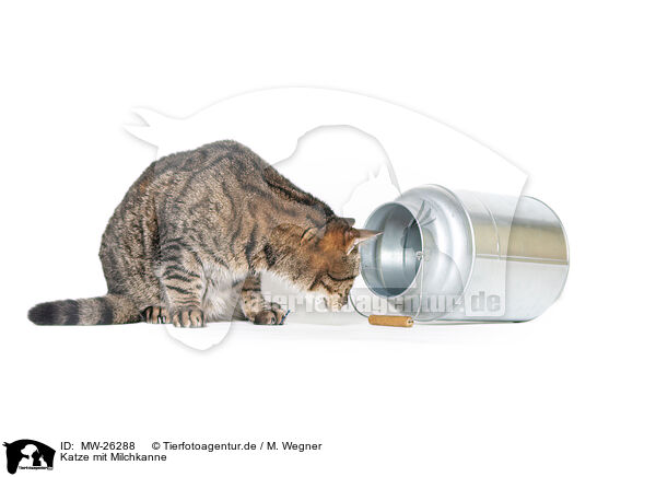 Katze mit Milchkanne / MW-26288