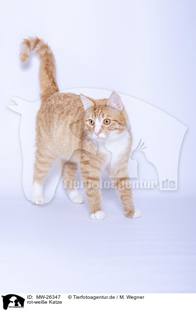 rot-weie Katze / MW-26347