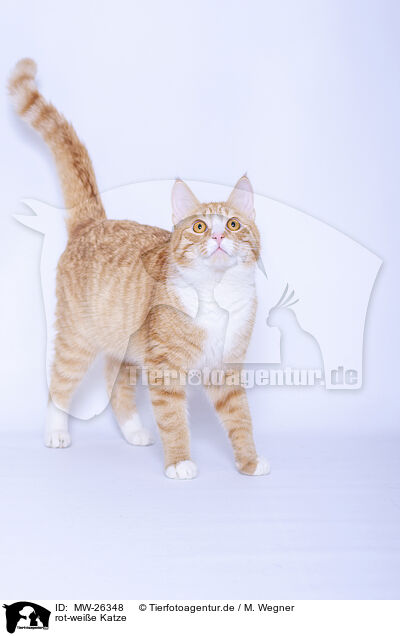 rot-weie Katze / MW-26348