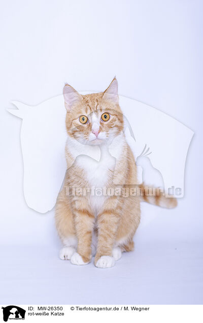 rot-weie Katze / MW-26350