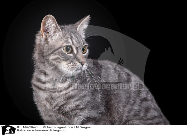 Katze vor schwarzem Hintergrund / Cat in front of black background / MW-26478