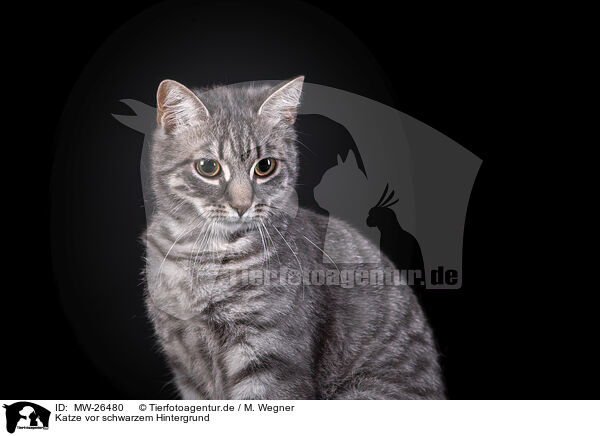 Katze vor schwarzem Hintergrund / Cat in front of black background / MW-26480