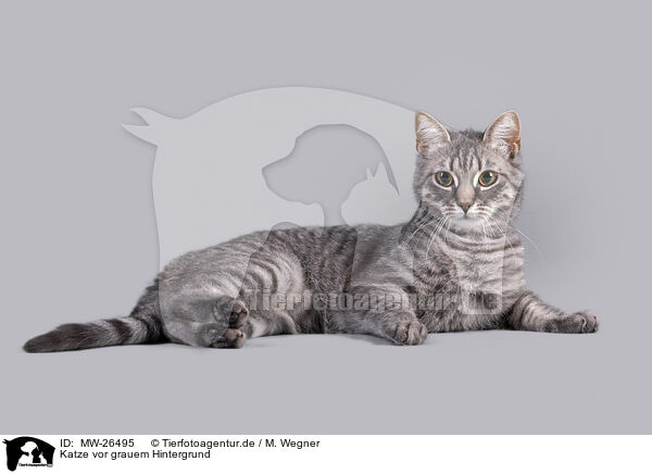 Katze vor grauem Hintergrund / MW-26495