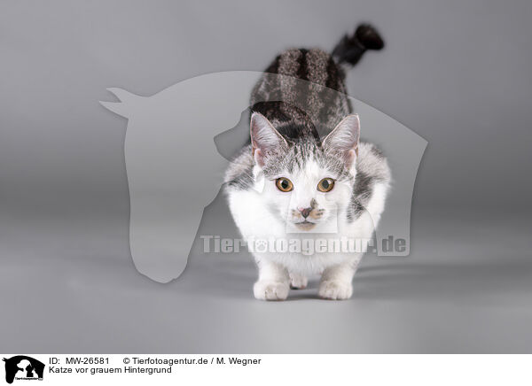 Katze vor grauem Hintergrund / Cat in front of grey background / MW-26581