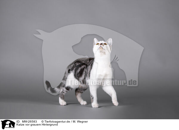 Katze vor grauem Hintergrund / Cat in front of grey background / MW-26583