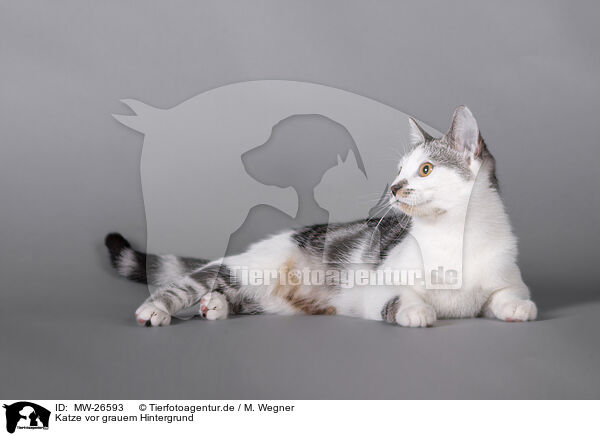 Katze vor grauem Hintergrund / Cat in front of grey background / MW-26593