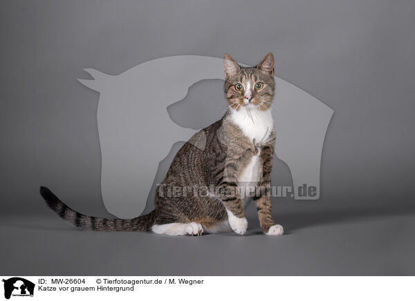 Katze vor grauem Hintergrund / MW-26604