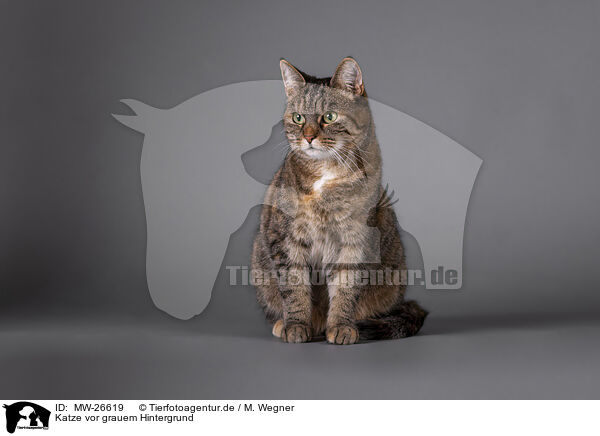 Katze vor grauem Hintergrund / Cat in front of grey background / MW-26619
