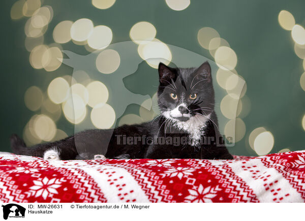 Hauskatze / Domestic Cat / MW-26631