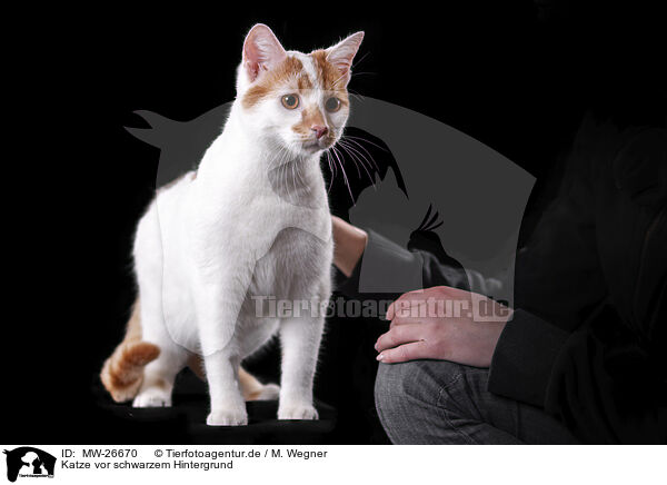 Katze vor schwarzem Hintergrund / MW-26670