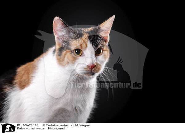 Katze vor schwarzem Hintergrund / MW-26675