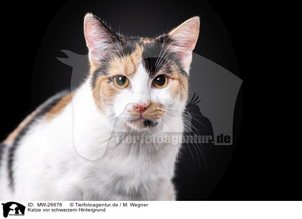 Katze vor schwarzem Hintergrund / MW-26676