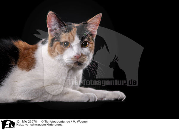 Katze vor schwarzem Hintergrund / MW-26678