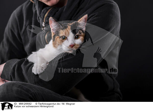 Katze vor schwarzem Hintergrund / Cat in front of black background / MW-26682