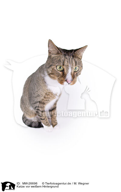 Katze vor weiem Hintergrund / MW-26696