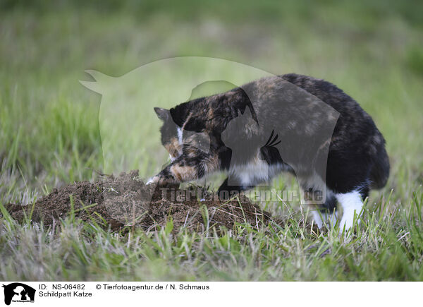 Schildpatt Katze / tortoiseshell cat / NS-06482