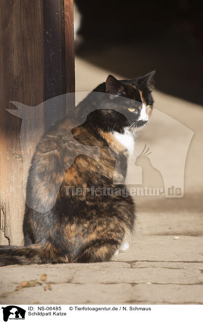 Schildpatt Katze / NS-06485