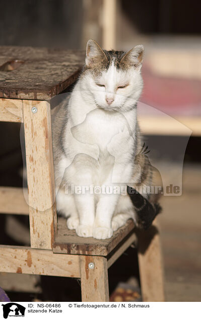 sitzende Katze / sitting cat / NS-06486