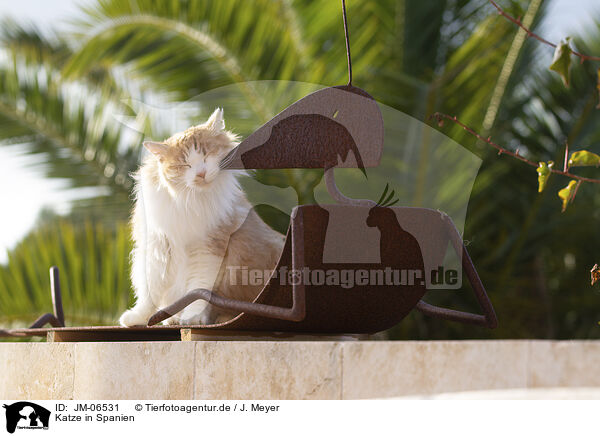Katze in Spanien / Cat in Spain / JM-06531