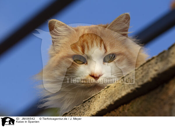 Katze in Spanien / Cat in Spain / JM-06542