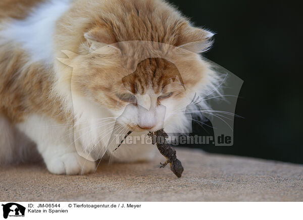 Katze in Spanien / Cat in Spain / JM-06544