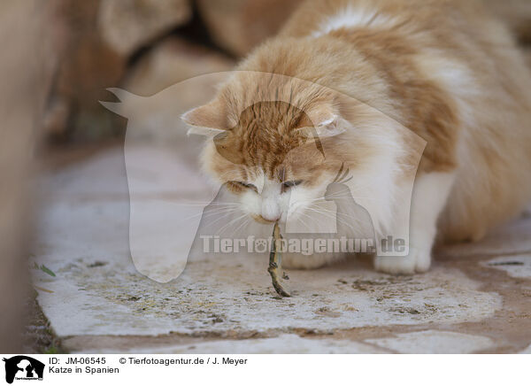 Katze in Spanien / Cat in Spain / JM-06545