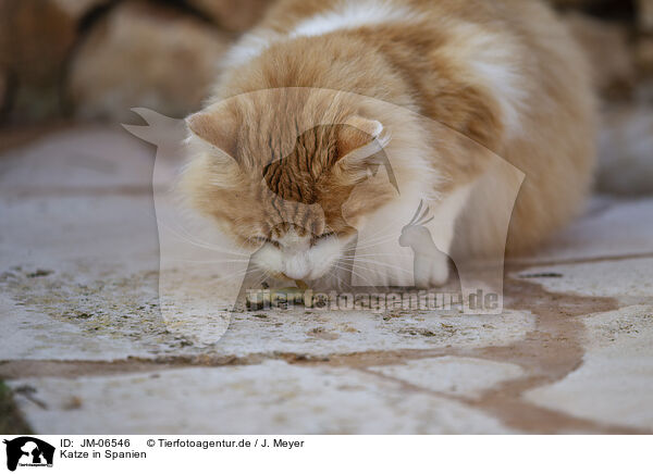 Katze in Spanien / Cat in Spain / JM-06546