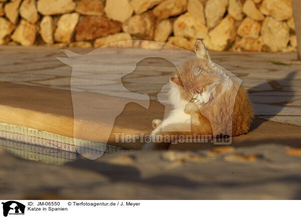 Katze in Spanien / JM-06550