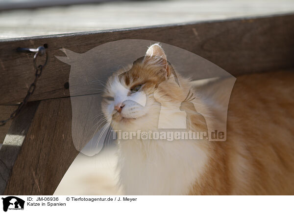 Katze in Spanien / Cat in Spain / JM-06936