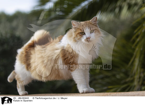 Katze in Spanien / Cat in Spain / JM-06940