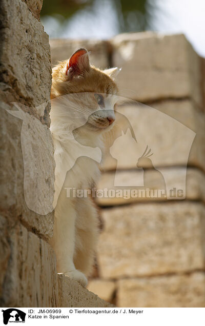 Katze in Spanien / Cat in Spain / JM-06969