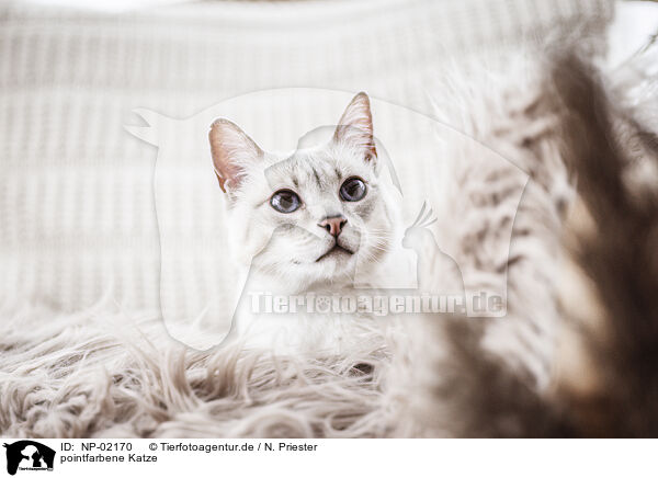 pointfarbene Katze / point cat / NP-02170