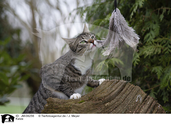 Katze / JM-08256