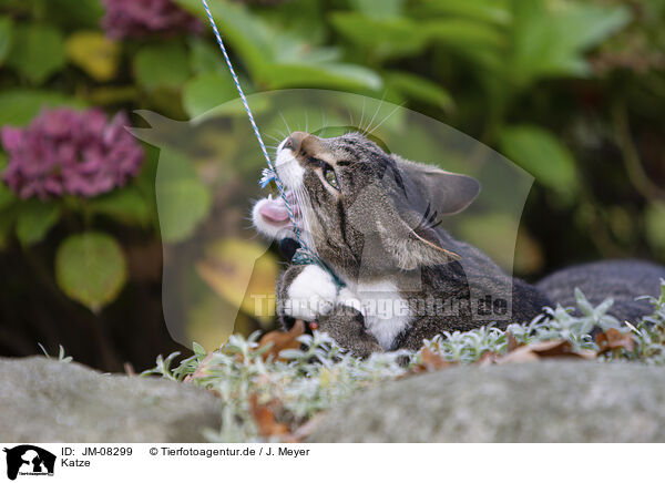 Katze / JM-08299