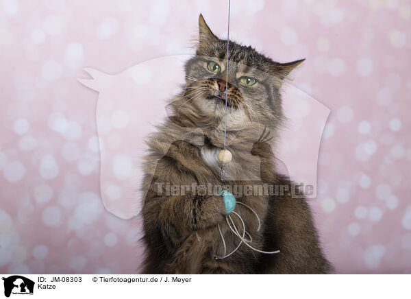 Katze / cat / JM-08303