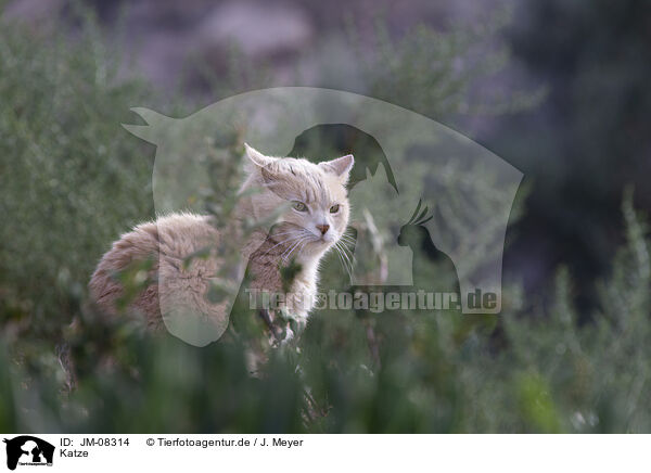 Katze / Cat / JM-08314