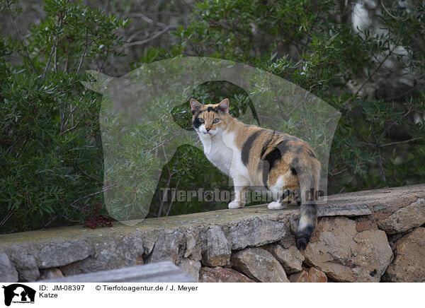 Katze / JM-08397