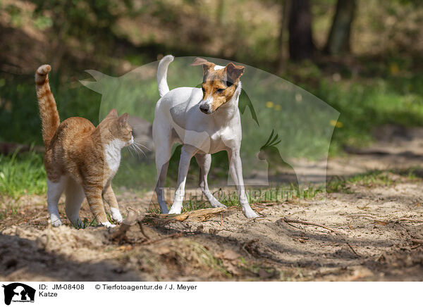 Katze / JM-08408