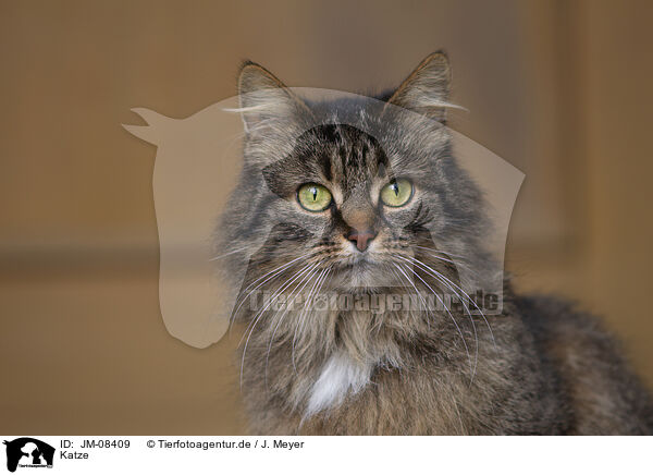 Katze / cat / JM-08409