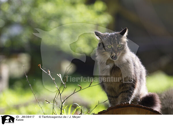 Katze / Cat / JM-08417