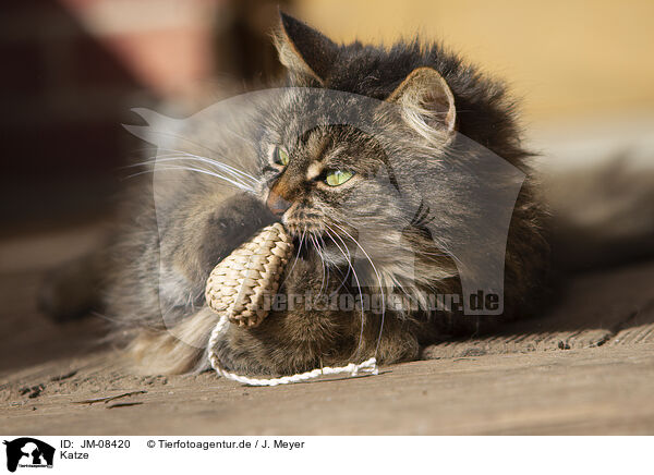 Katze / cat / JM-08420