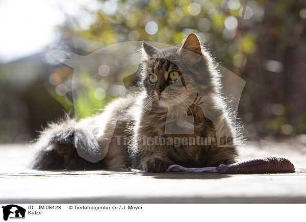 Katze / cat / JM-08428