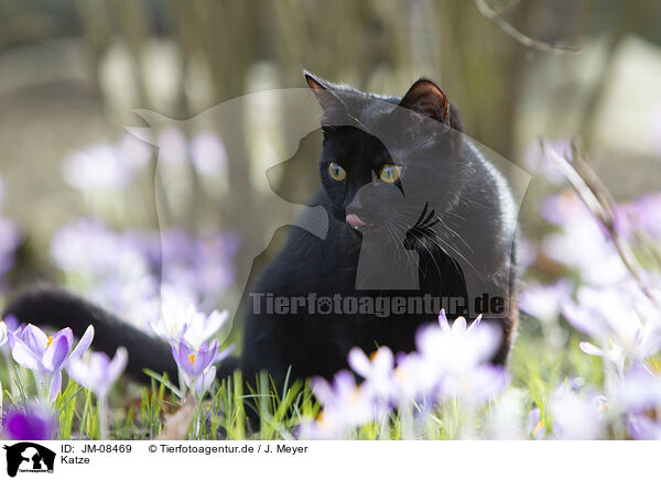 Katze / cat / JM-08469
